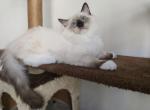 Marquis - Ragdoll Kitten For Sale - Brooklyn&comma; NY&comma; US