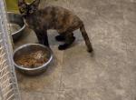 freckles - Devon Rex Cat For Sale - Lynchburg&comma; VA&comma; US