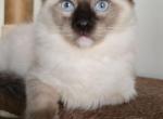 Baron - Ragdoll Kitten For Sale - Brooklyn&comma; NY&comma; US