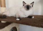 Dasha - Ragdoll Kitten For Sale - Brooklyn&comma; NY&comma; US