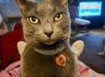 Bianca - Domestic Cat For Adoption - Apopka&comma; FL&comma; US