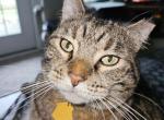 Ella - Domestic Cat For Sale - 
