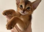 Leo male - Abyssinian Kitten For Sale - NY&comma; US