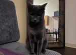 Madea and Barbara - Domestic Cat For Sale - Eugene&comma; OR&comma; US