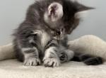 Pearl - Maine Coon Kitten For Sale - Hatboro&comma; PA&comma; US