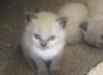 Himalayan kittens - Himalayan Kitten For Sale - Laguna Woods&comma; CA&comma; US