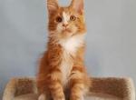Red Maine Coon Kitten Gentle and Playful - Maine Coon Kitten For Sale - Bal Harbour&comma; FL&comma; US