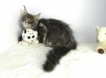 MAINE COON BLUE TABBY FEMALE KITTEN - Maine Coon Kitten For Adoption - Union City&comma; MI&comma; US