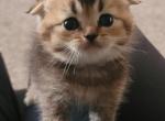 Donut - Scottish Fold Kitten For Sale - 