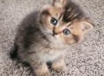 Caramel - Scottish Straight Kitten For Sale - 