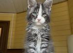 Blue Eyes Maine Coon Male - Maine Coon Kitten For Sale - Bal Harbour&comma; FL&comma; US