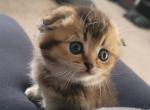 Cupcake - Scottish Fold Kitten For Sale - Cheney&comma; WA&comma; US