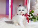 Blue bicolor sweet  girl - Ragdoll Kitten For Sale - Fontana&comma; CA&comma; US