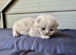 British shorthair in classic blue ready for reserv - British Shorthair Kitten For Sale - Woodland Park&comma; CO&comma; US