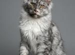 Silver Maine Coon Female Kitten - Maine Coon Kitten For Sale - Bal Harbour&comma; FL&comma; US
