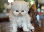 Persian kittens - Persian Kitten For Sale - Salina&comma; KS&comma; US