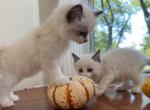 Ragdoll Kittens - Ragdoll Kitten For Sale - Charlotte&comma; NC&comma; US
