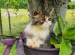 Kitty - Persian Kitten For Sale - Houston&comma; TX&comma; US