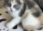 Mimosa - Scottish Fold Kitten For Sale - 