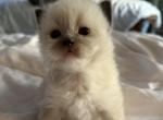Cheddar - Ragdoll Kitten For Sale - Saugerties&comma; NY&comma; US