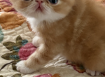 Red and white - Exotic Kitten For Sale - Mercer&comma; PA&comma; US