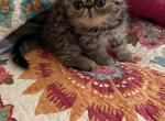 Brown tabby - Exotic Kitten For Sale - Mercer&comma; PA&comma; US