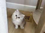 persian litter 2 girls available - Persian Cat For Sale - Barrington&comma; IL&comma; US