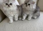 persian litter 2 girls available - Persian Cat For Sale - 