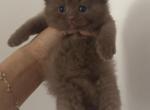 Cinnamon Male British kitten - British Shorthair Kitten For Sale - 