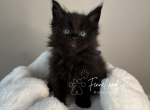The Ghoul Black Maine Coon - Maine Coon Kitten For Sale - Villa Rica&comma; GA&comma; US