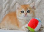 Brandon - British Shorthair Kitten For Sale - Brooklyn&comma; NY&comma; US