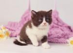 Quin - British Shorthair Kitten For Sale - Brooklyn&comma; NY&comma; US