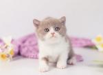 Quiana - British Shorthair Kitten For Sale - Brooklyn&comma; NY&comma; US