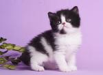 Ibica - British Shorthair Kitten For Sale - Brooklyn&comma; NY&comma; US