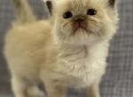 Azalea - Ragdoll Kitten For Sale - Saugerties&comma; NY&comma; US