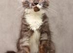 Maine Coon Kitten White Paws - Maine Coon Kitten For Sale - Bal Harbour&comma; FL&comma; US
