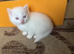 Dumbo siblings - Ragdoll Kitten For Sale - Portland&comma; OR&comma; US