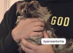 Myshka - Persian Kitten For Adoption - Zebulon&comma; NC&comma; US
