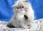 Jana - Persian Kitten For Sale - Pembroke Pines&comma; FL&comma; US