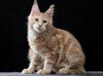 Fluffy Cream Maine Coon Kitten Very Sweet - Maine Coon Kitten For Sale - Bal Harbour&comma; FL&comma; US