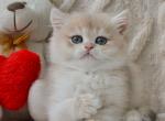 Braxton - British Shorthair Kitten For Sale - Pembroke Pines&comma; FL&comma; US