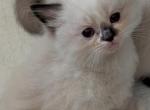 Abby Anne - Ragdoll Kitten For Sale - Dunnellon&comma; FL&comma; US