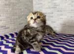 Princess - Scottish Fold Kitten For Sale - Rahway&comma; NJ&comma; US