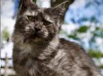Chentia - Maine Coon Kitten For Sale - McArthur&comma; CA&comma; US