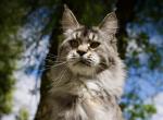 Isabella - Maine Coon Cat For Sale - McArthur&comma; CA&comma; US