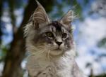 Boba - Maine Coon Kitten For Sale - McArthur&comma; CA&comma; US