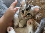 Mimi - Munchkin Kitten For Sale - Triangle&comma; VA&comma; US