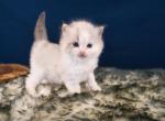 Franklin and Linus Ragdolls - Ragdoll Kitten For Sale - GA&comma; US