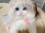 YOLO - Ragdoll Kitten For Sale - Los Angeles&comma; CA&comma; US