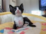 Oreoo - Devon Rex Kitten For Sale - 